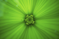 Green Flower background Product Image 1
