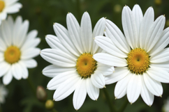 Common Daisy Background Wallpaper Product Image 1