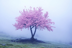 Cherry Blossom Tree Background Wallpaper Product Image 1