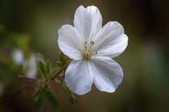 Hardy Geranium Background Wallpaper Product Image 1