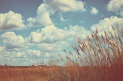 Wheat Field Background Wallpaper Product Image 1
