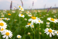 Daisy Flower Background Product Image 1