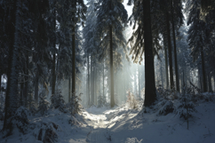 Trees Covered in Snow Background Wallpaper Product Image 1