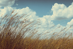 Tall Grasses Background Wallpaper Product Image 1
