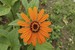 Orange Zinnia Flower Background Wallpaper Product Image 1