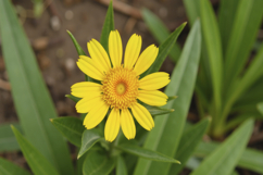 Yellow Flower Background Wallpaper Product Image 1