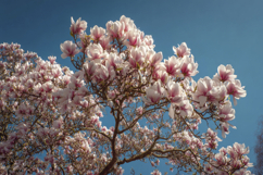 Blooming Magnolia Tree with Pink and White Flower Background Product Image 1