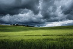 Field of Green Wheat Background Wallpaper Product Image 1