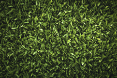 Green Grass Background Wallpaper Product Image 1