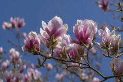 Magnolia Flowers Background Wallpaper Product Image 1