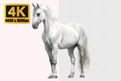 White Horse Standing Transparent PNG Product Image 1