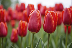 Red Tulips Background Wallpaper Product Image 1