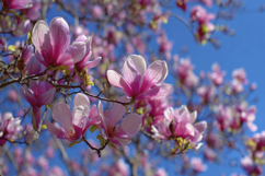 Pink Flowers Background Wallpaper Product Image 1