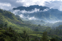 Mountain Fog Forest Background Product Image 1