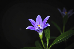 Purple Flower Background Wallpaper Product Image 1