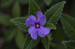 Vibrant Impatien Flower Background Wallpaper Product Image 1