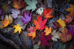 Maple Leaves Background Wallpaper Product Image 1