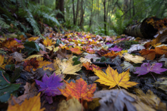 Colorful Autumn Leaves Background Wallpaper Product Image 1