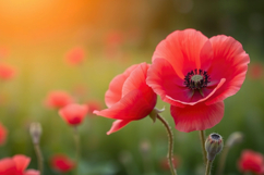 Poppy Flower Background Product Image 1