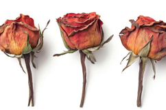 Dried Rose with White Background Wallpaper Product Image 1