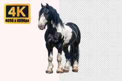 Healthy Horse Transparent PNG Product Image 1