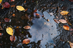 Leaves on Ground and Water Background Product Image 1