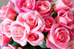 Pink Rose Flower Background Product Image 1