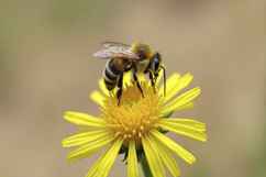 Western Honey Bee on a Yellow Flower Background Wallpaper Product Image 1
