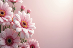 Pink Gerbera Daisies Background Product Image 1