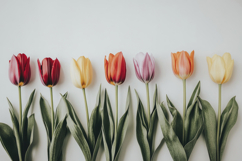 Tulips on a White Background Wallpaper Product Image 1