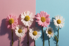 Common Daisy Flowers Background Wallpaper Product Image 1
