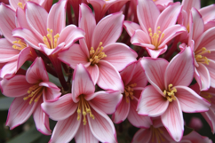 Pink Lilies Background Product Image 1