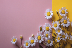 Common Daisy Flowers Background Wallpaper Product Image 1