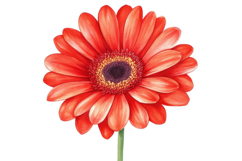 Red Gerbera with White Background Wallpaper Product Image 1