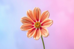 Beautiful Flower Background Product Image 1