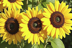 Common Sunflowers Background Wallpaper Product Image 1