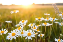 Daisy Flower Background Product Image 1