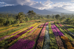 Colorful Flower Field Background Product Image 1