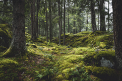 Forest Background Wallpaper Product Image 1