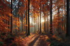 Serene Forest Path Background Wallpaper Product Image 1