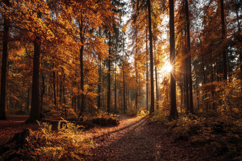 Autumnal Forest Path at Sunset Background Wallpaper Product Image 1