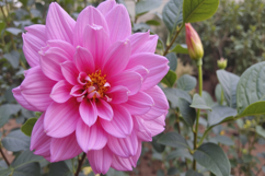 Pink Flower Background Wallpaper Product Image 1