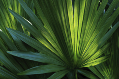 Palm Branch Background Product Image 1