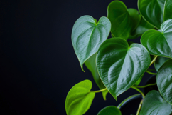 Heartleaf Philodendron Background Wallpaper Product Image 1