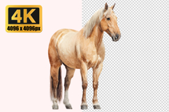 Palomino Horse Transparent PNG Product Image 1