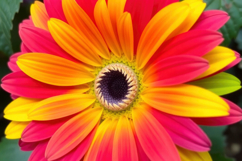 Common Daisy Background Product Image 1