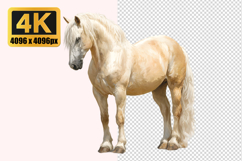 Beautiful Horse Transparent PNG Product Image 1