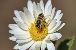 Honey Bee with White Flower Background Wallpaper Product Image 1