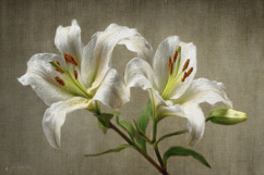 White Lilies Flower Background Product Image 1