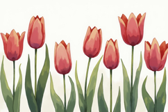 Tulips On White Background Product Image 1